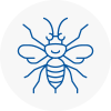 Arbroath Hornet Nest Removals