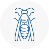 Arbroath Wasp Nest Removal
